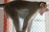 Выставка обезьян в Мариуполе закончилась кровавой дракой со стрельбой