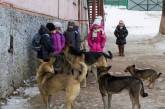 Под Одессой бродячие собаки растерзали 6-летнюю девочку