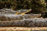 Пограничники одолжили в зоопарке крокодилов для охраны объектов на Дунае 