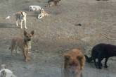 В Николаеве бродячих собак не ловят с ноября 2017 года из-за карантина