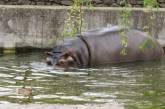 В Николаевском зоопарке бегемоты приняли спа-процедуры. ФОТО