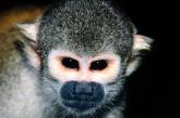 В николаевском зоопарке живет обезьяна - долгожитель, претендующая на мировой рекорд