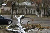 Вчера в Николаеве упало 52 дерева