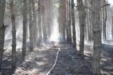 На Николаевщине зафиксировано 8 пожаров в лесных урочищах