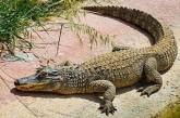 В Одесской области с балкона выпал крокодил
