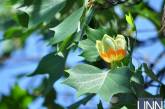 В Ужгороде зацвело тюльпанное дерево
