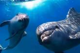 На юге Украины хотят построить центр реабилитации дельфинов 