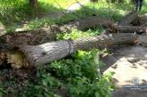 В Черкассах на детей упало дерево, есть пострадавшие