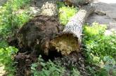 В Черкассах старое дерево упало на детей, четверо второклассников в больнице