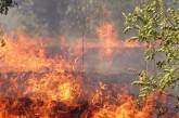 В Херсонской области масштабный лесной пожар