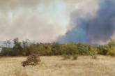 Причиной гигантских лесных пожаров в Херсонской области назвали поджоги