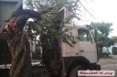 В центре Николаева дерево рухнуло на автомобиль — заблокировано движение трамваев