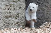 В Николаевском зоопарке показали как резвится маленький белый медведь. ВИДЕО