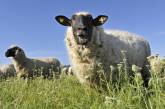 В пригороде Парижа овцы помогают жителям снять стресс