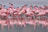 В Херсонскую область вернулись розовые фламинго