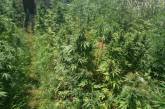 На Николаевщине у фермера нашли плантацию марихуаны и наркотиков на 1,5 миллиона гривен