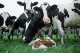 25 николаевских предприятий получают 4,6 млн грн спецдотации на содержание коров