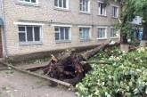В Новом Буге на территории больницы из-за непогоды упало дерево