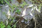 В Винницкой области спиртзавод затопил реку отходами, - СМИ