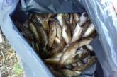 За две недели на Николаевщине браконьеры наловили 127 кг рыбы