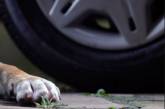 В Житомире ищут водителя, который из авто пристрелил собаку. Видео 18+