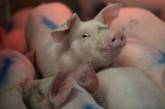 В этом году из Украины вывезли почти в 3,5 раза меньше свинины, чем в прошлом