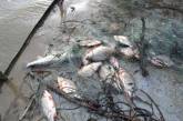 Инспекторы ГАИ объединились с рыбоохраной против браконьеров