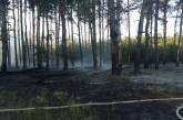 В Матвеевке подожгли лес — сгорели молодые ели