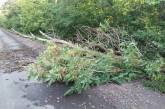 Упавшее дерево перекрыло движение трассы «Ульяновка — Николаев»