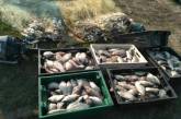 2049 кг рыбы и 311 запрещенных орудий лова изъяли у браконьеров с начала года