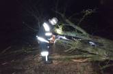 В Николаевской области упавшее дерево перекрыло проезд по дороге