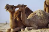 Глава «Нацкорпуса» заявил, что в России ездят на верблюдах 