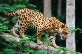 В зоопарке Нового Орлеана ягуар сбежал из клетки и убил шесть животных