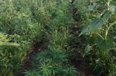 На Николаевщине мужчина в поле подсолнечника выращивал более 100 кустов конопли