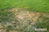 «Бесхозный и пожелтевший», - николаевцы показали состояние газона за 1,8 млн грн на пл. Соборной 