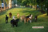 Николаевский департамент ЖКХ предложил две программы по регулированию численности собак