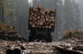 У Порошенко объяснили отказ запретить контрабанду леса