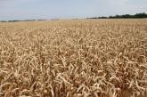 Дождь не дает аграриям завершить уборку зерновых на Николаевщине
