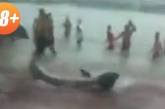 На пляже Китая туристы снимали на видео нападение на них акулы