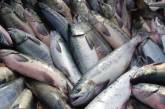 За один день инспекторы ГАИ изъяли 290 кг незаконно перевозимой рыбы