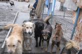Фонд «Четыре лапы» за месяц в Николаеве планирует стерилизовать 1000 собак 