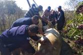 Нелегкая это работа: на Николаевщине спасатели вытащили корову из колодца