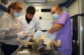 Бездомных собак в Николаеве будут не только стерилизовать, но и вакцинировать
