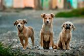 Бродячих собак в Николаеве будут считать по «львовскому» рецепту