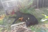 На Николаевщине бешеный бык напал на местных жителей — двое пострадавших