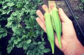 На Николаевщине выращивают бамию, мексиканские огурцы и трюфельный картофель