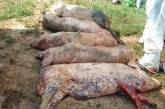 В Полтаве пытались пустить на колбасу стадо свиней, зараженных африканской чумой