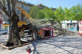 ЧП в Николаеве: в центре города на лоток обрушилась ветка старого дерева. ФОТО