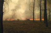 «Вероятная причина — поджог»: лесной пожар под Вознесенском тушили на площади 10,3 га