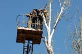 В центре Николаева «ликвидировали» старое дерево, которое вчера обрушилось на киоск мобильной связи. ФОТО